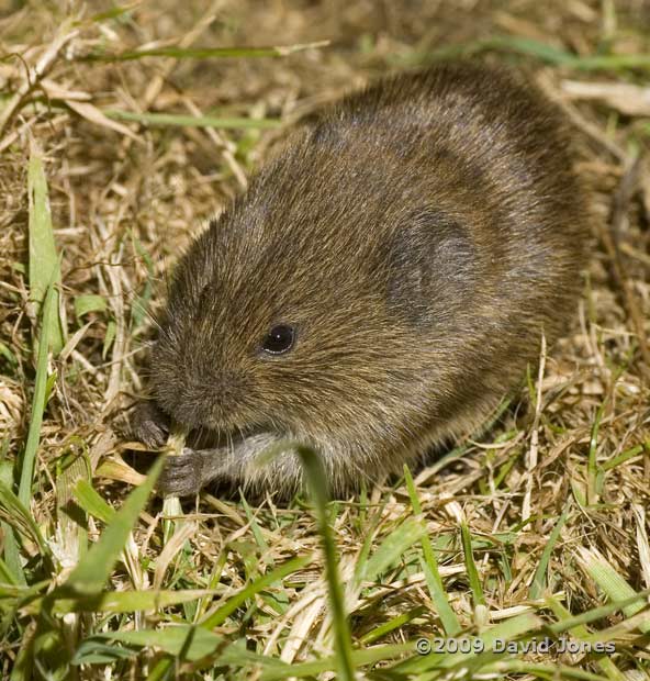 Field Vole (c), 5 June