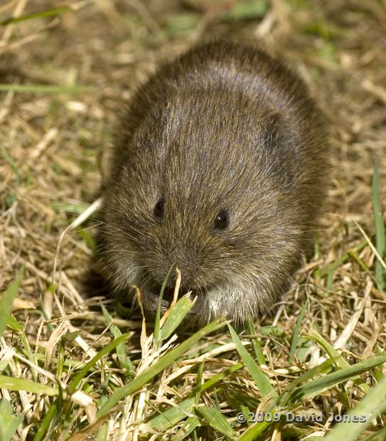 Field Vole (c), 5 June