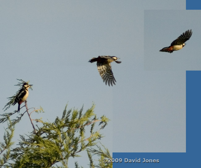 A Greater Spotted Woodpecker takes off