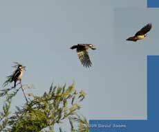 A Greater Spotted Woodpecker takes off