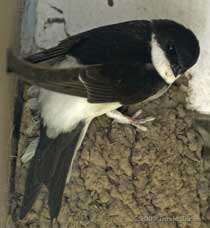 House Martin, 7 June