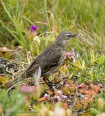 Rock Pipit with grubs - Lizard Point, 8 June