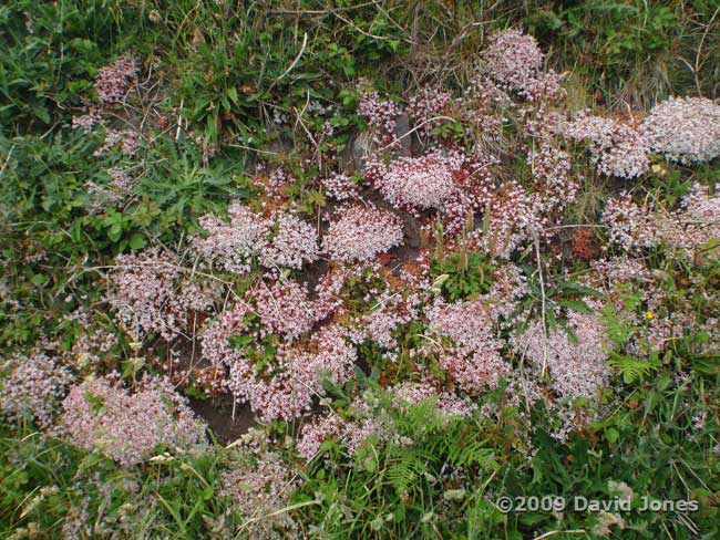 Stonecrop in flower, 8 June - 1