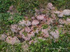 Stonecrop in flower, 8 June