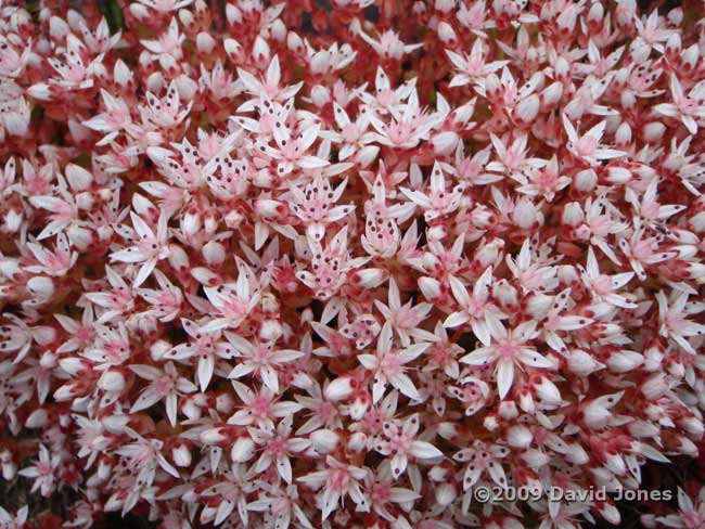 Stonecrop in flower, 8 June - 2