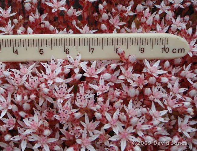 Stonecrop in flower, 8 June - 3