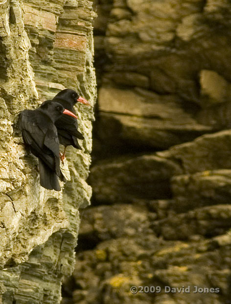 Choughs on the cliffs at Lizard Point, 9 June 2009 - 3