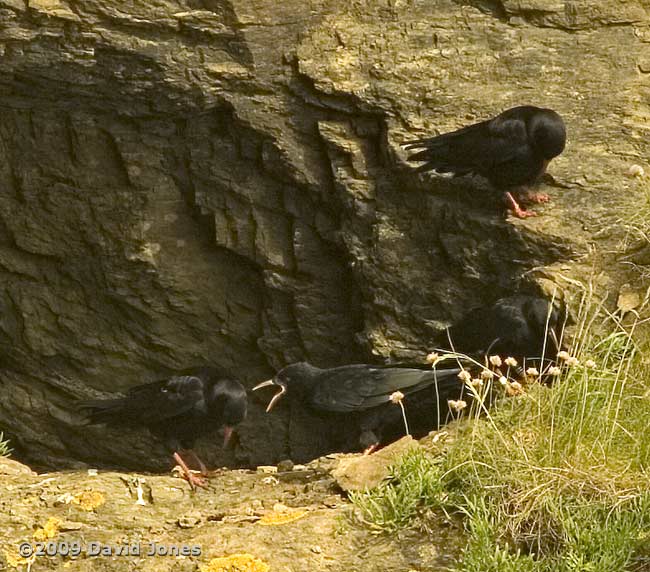 Choughs on the cliffs at Lizard Point, 9 June 2009 - 2