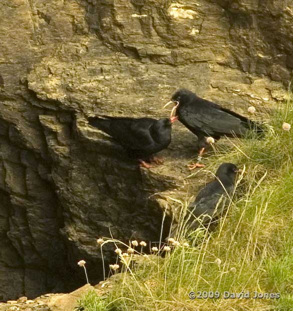 Choughs on the cliffs at Lizard Point, 9 June 2009 - 1
