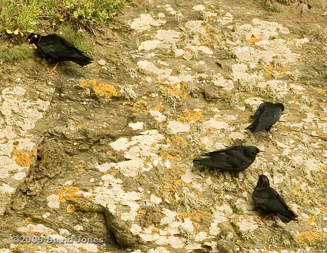 Choughs on the cliffs at Lizard Point, 9 June 2009 - 4
