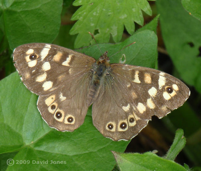 Speckled Wood butterfly at Porthallow, 9 June