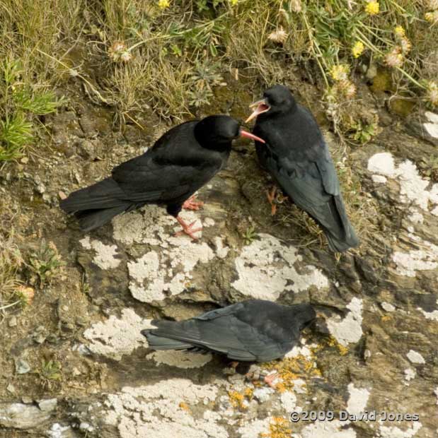 A young Chough begs for food, 10 June 2009