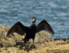 A Cormorant prepares to go fishing, 10 June