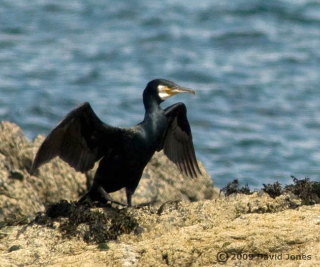 A Cormorant prepares to go fishing - 2