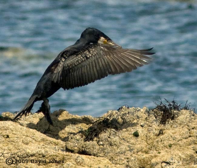 A Cormorant prepares to go fishing - 3