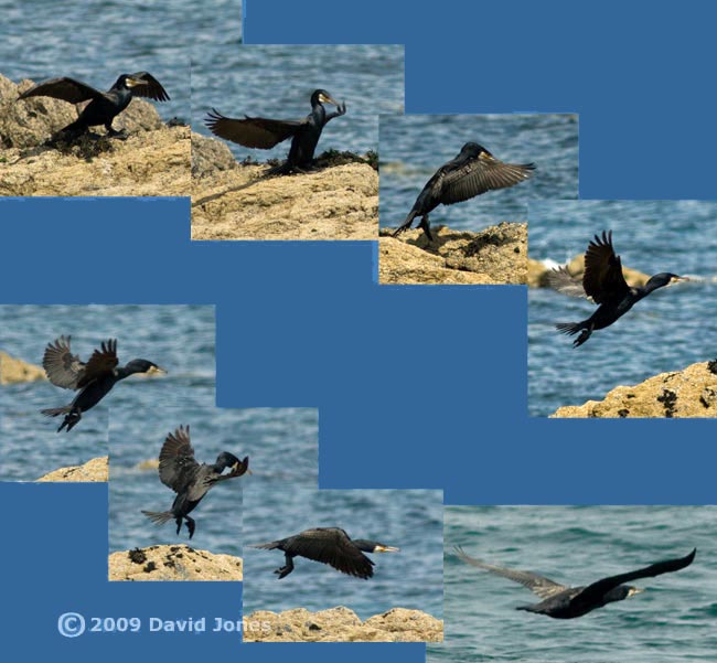 A Cormorant prepares to go fishing - 4