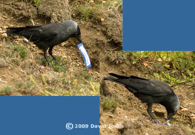 Jackdaw with mayonnaise sachet, 10 June 2009