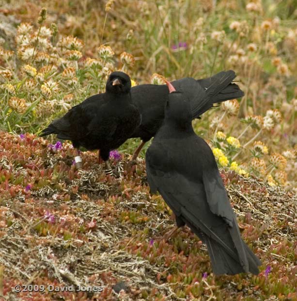 Chough fledgling being fed (near Lizard Point), 12 June 2009 - 1