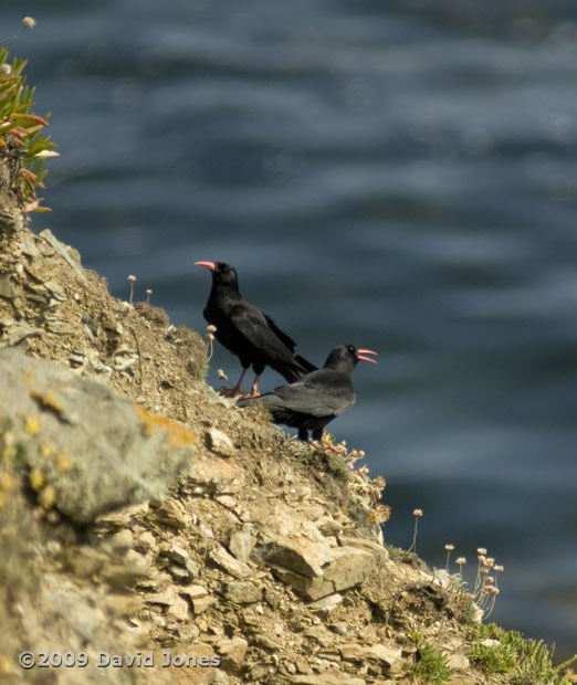 Choughs on the clifftops near Lizard Point, 12 June 2009 - 5