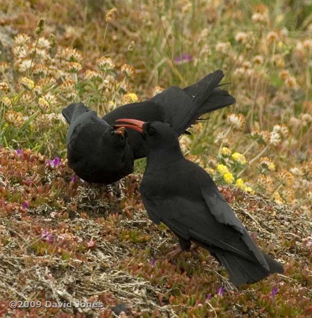 Chough fledgling being fed (near Lizard Point), 12 June 2009 - 2