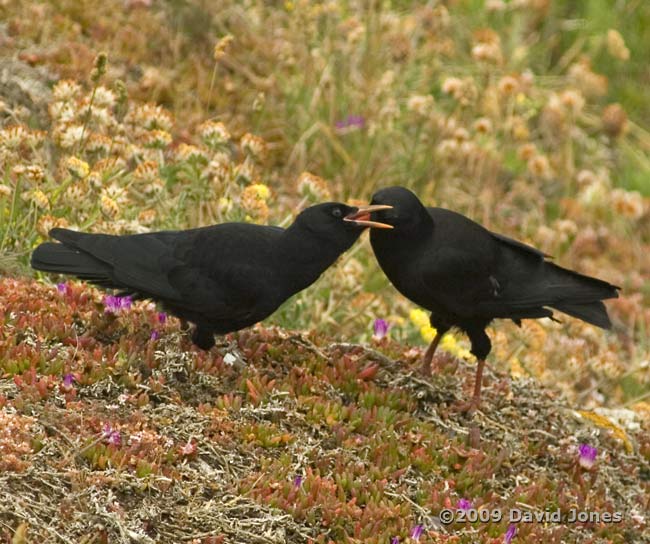 Chough fledgling being fed (near Lizard Point), 12 June 2009 - 4