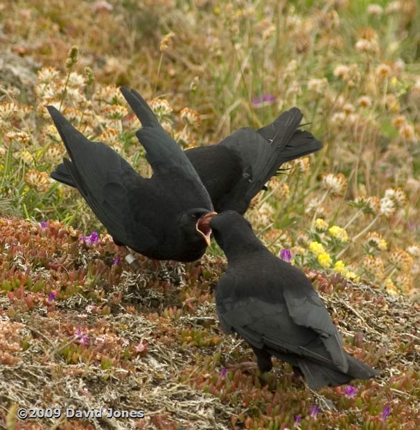 Chough fledgling being fed (near Lizard Point), 12 June 2009 - 3