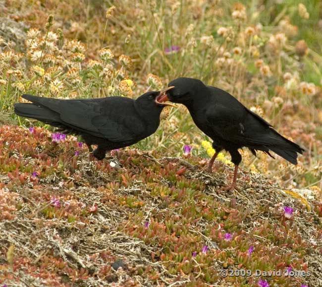 Chough fledgling being fed (near Lizard Point), 12 June 2009 - 5