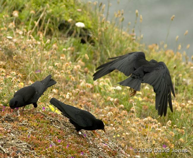 Choughs on the clifftops near Lizard Point, 12 June 2009 - 1