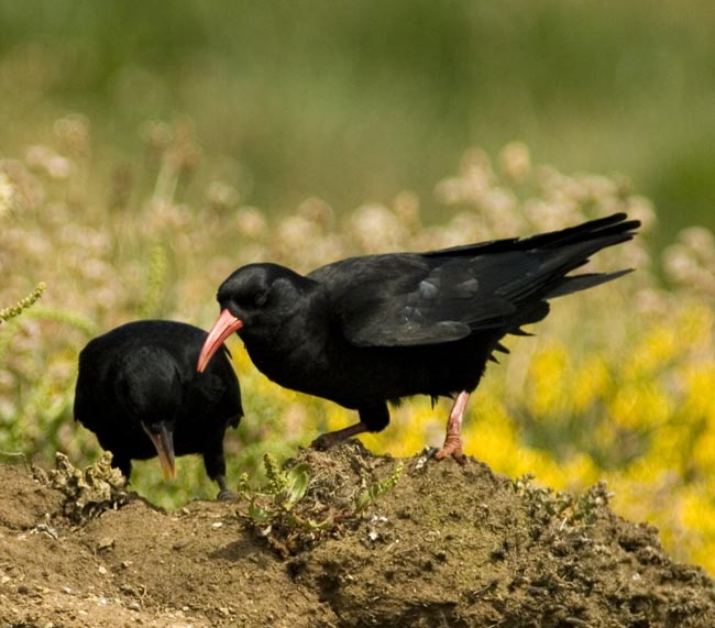 Choughs on the clifftops near Lizard Point, 12 June 2009 - 2