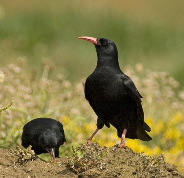 Choughs on the clifftops near Lizard Point, 12 June 2009 - 3