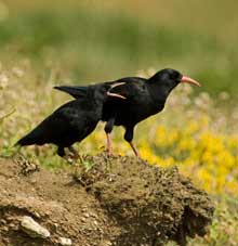Choughs on the clifftops near Lizard Point, 12 June 2009