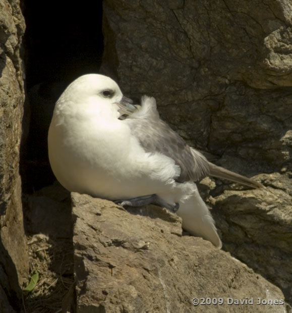 Fulmar (near Lizard Point), 12 June 2009 - 1