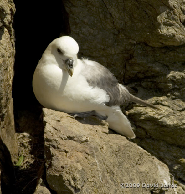 Fulmar (near Lizard Point), 12 June 2009 - 2