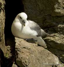 Fulmar (near Lizard Point), 12 June 2009