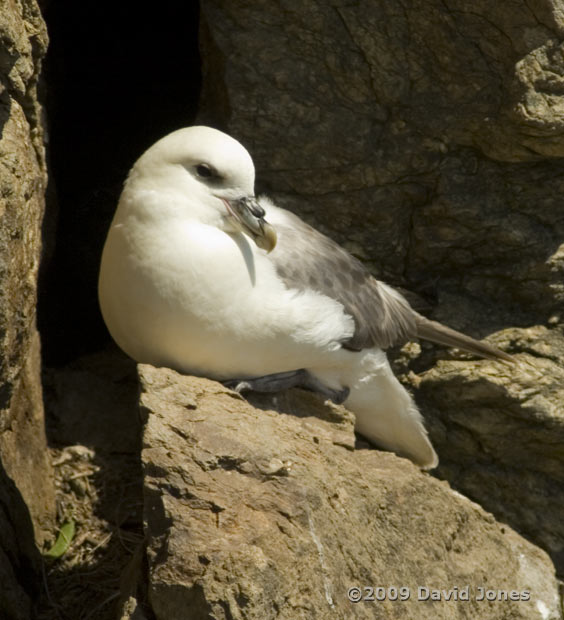 Fulmar (near Lizard Point), 12 June 2009 - 3