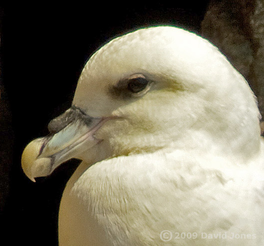 Fulmar (near Lizard Point), 12 June 2009 - 4