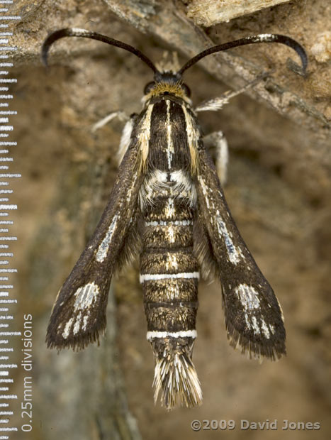 Thrift Clearwing moth at top of cliff near Lizard Point, 13 June - 1