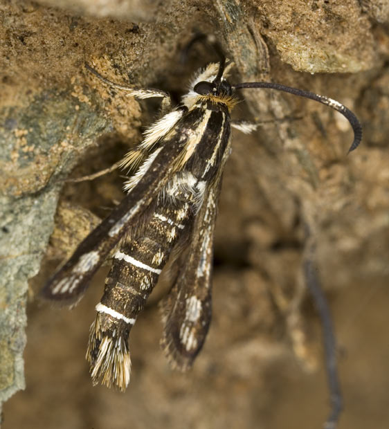 Thrift Clearwing moth at top of cliff near Lizard Point, 13 June - 2