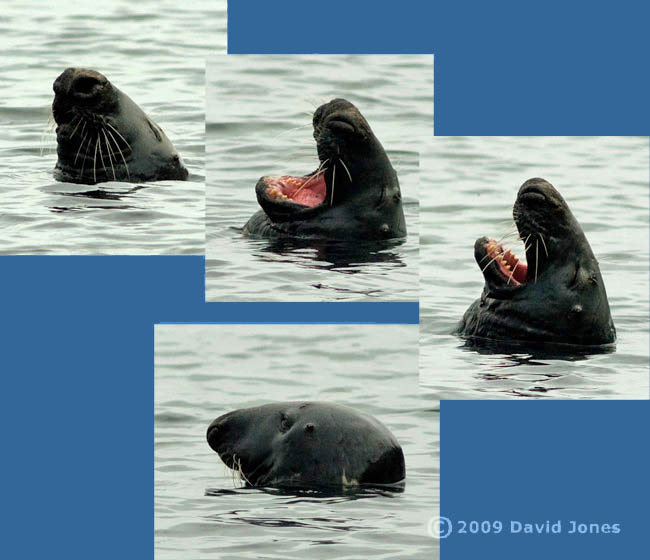 Grey Seal at Porthallow Cove, 13 June 2009 - 1