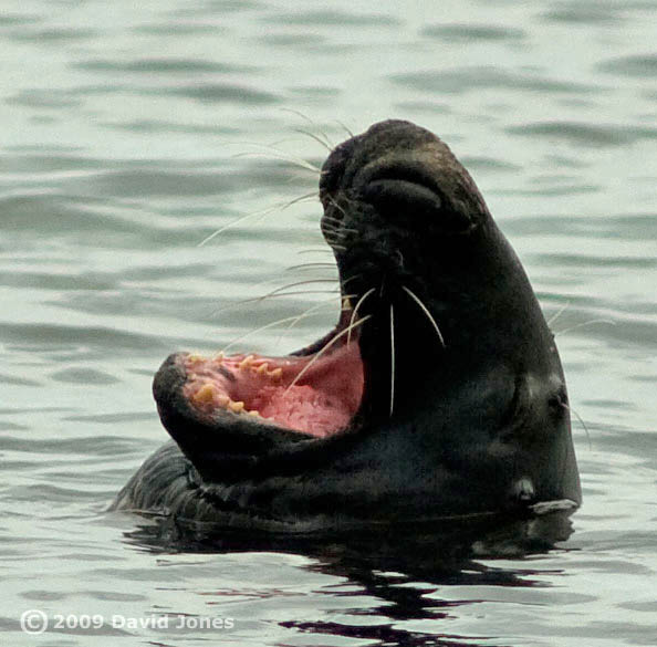 Grey Seal at Porthallow Cove, 13 June 2009 - 2