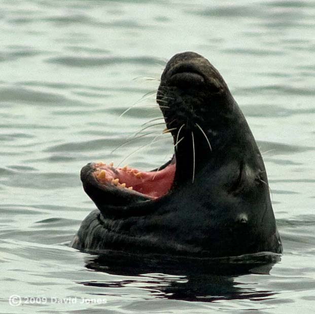 Grey Seal at Porthallow Cove, 13 June 2009 - 3
