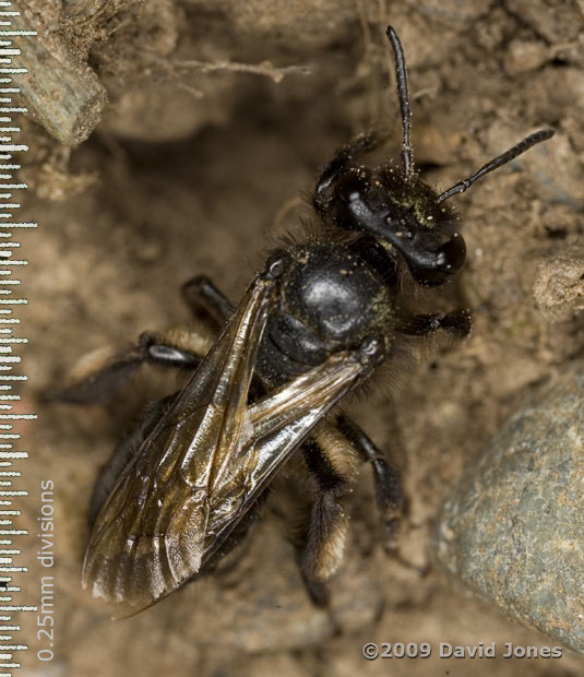 Solitary bee (unidentified) at top of cliff near Lizard Point, 13 June - 1