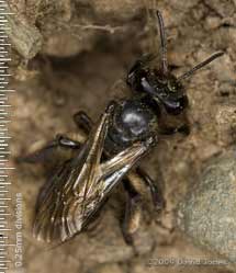 Solitary bee (unidentified) at top of cliff near Lizard Point, 13 June