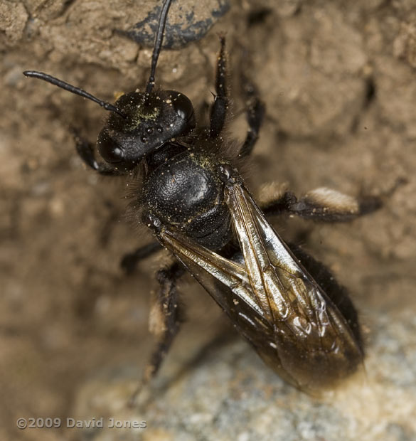 Solitary bee (unidentified) at top of cliff near Lizard Point, 13 June - 2