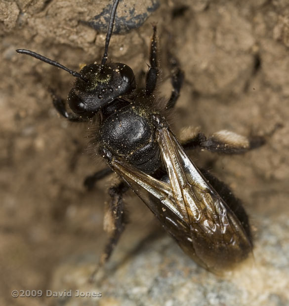 Solitary bee (unidentified) at top of cliff near Lizard Point, 13 June - 2
