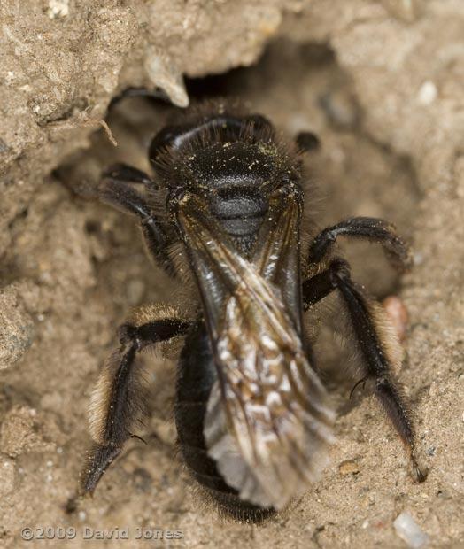 Solitary bee (unidentified) at top of cliff near Lizard Point, 13 June - 3