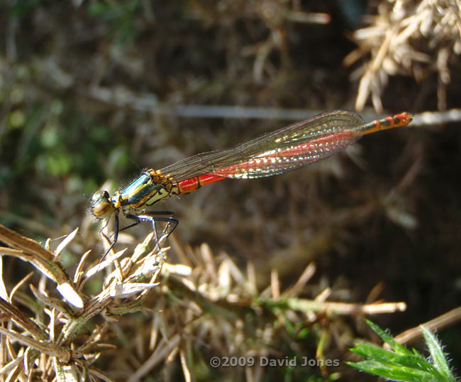 Damselfly on gorse - Bodmin Moor, 31 May - 1