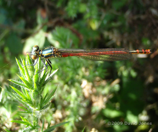 Damselfly on gorse - Bodmin Moor, 31 May - 2