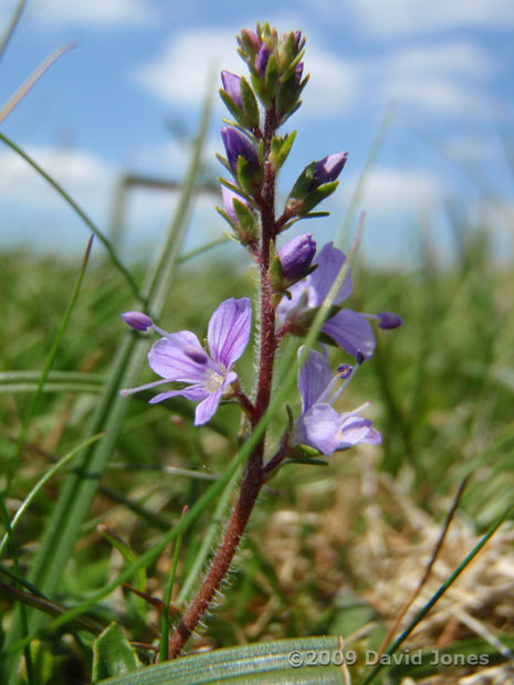 Heath Speedwell (Veronica officinalis)? - Bodmin Moor, 31 May