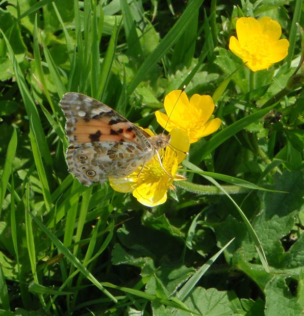 Painted Lady feeding - Bodmin Moor, 31 May